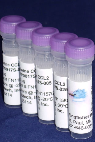Swine CCL2 (MCP-1) (Yeast-derived Recombinant Protein) - 500 ug (5 x 100 ug vials)