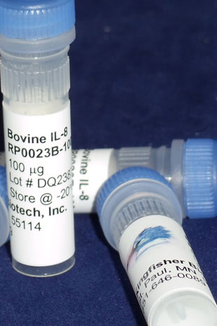 Bovine IL-8 (CXCL8) (Yeast-derived Recombinant Protein) - 500 ug (5 x 100 ug vials)