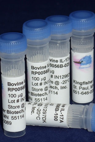 Bovine IL-17A (Yeast-derived Recombinant Protein) - 500 ug (5 x 100 ug vials)
