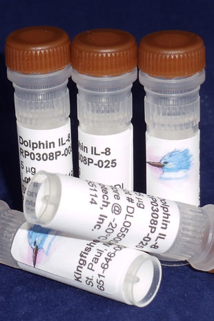 Dolphin IL-8 (CXCL8) (Yeast-derived Recombinant Protein) - 5 micrograms