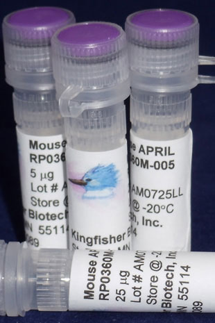 Mouse APRIL (TNFSF13) (Yeast-derived Recombinant Protein) - 25 micrograms