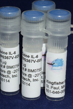 Ovine IL-6 (Yeast-derived Recombinant Protein) - 500 ug (5 x 100 ug vials)