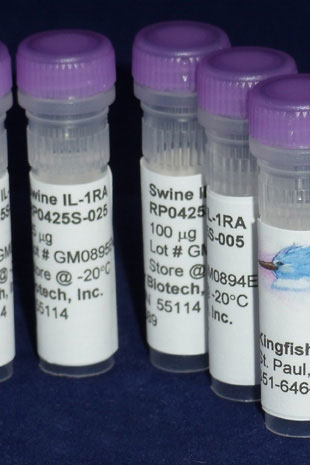 Swine IL-1 Receptor Antagonist (IL-1RA) (Yeast-derived Recombinant Protein) - 500 ug (5 x 100 ug vials)