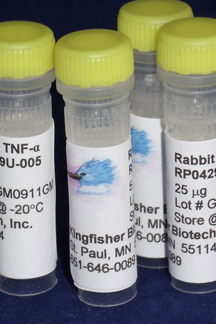 Rabbit TNF alpha (Yeast-derived Recombinant Protein) - 25 micrograms
