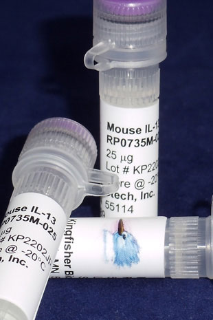 Mouse IL-13 (Yeast-derived Recombinant Protein) - 25 micrograms