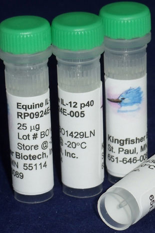 Equine IL-12/IL-23 p40 (Yeast-derived Recombinant Protein) - 5 micrograms