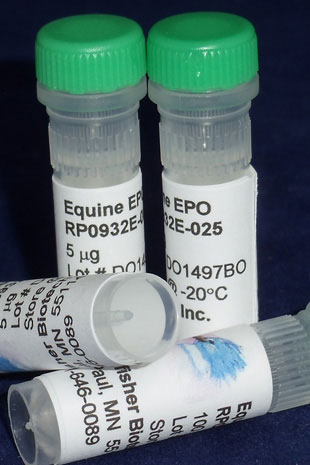 Equine Erythropoietin (EPO) (Yeast-derived Recombinant Protein) - 100 micrograms