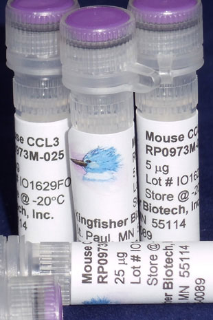 Mouse CCL3 (MIP-1 alpha) (Yeast-derived Recombinant Protein) - 100 micrograms