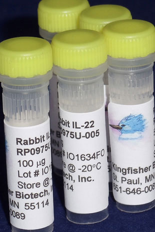 Rabbit IL-22 (Yeast-derived Recombinant Protein) - 500 ug (5 x 100 ug vials)