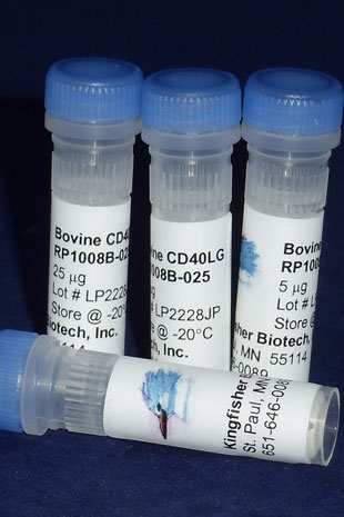 Bovine CD40 Ligand (Yeast-derived Recombinant Protein) - 25 micrograms