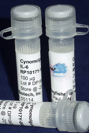 Cynomolgus Monkey IL-6 (Yeast-derived Recombinant Protein) - 500 ug (5 x 100 ug vials)
