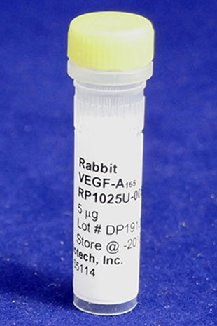 Rabbit VEGF-A (165 aa) (Yeast-derived Recombinant Protein) - 500 ug (5 x 100 ug vials)