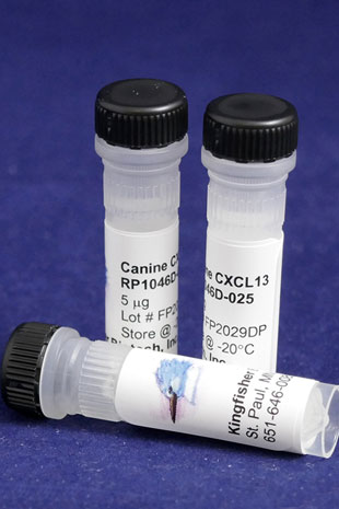 Canine CXCL13 (BLC) (Yeast-derived Recombinant Protein) - 100 micrograms