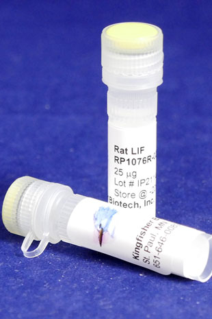 Rat Leukemia Inhibitory Factor (LIF) (Yeast-derived Recombinant Protein) - 500 ug (5 x 100 ug vials)