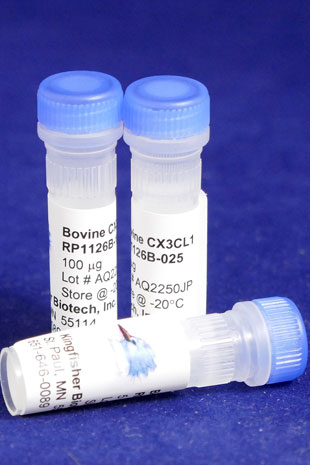 Bovine CX3CL1 (Fractalkine) (Yeast-derived Recombinant Protein) - 500 ug (5 x 100 ug vials)