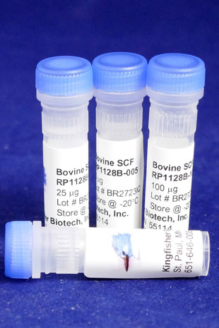Bovine SCF (Stem Cell Factor) (Yeast-derived Recombinant Protein) - 500 ug (5 x 100 ug vials)