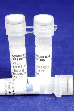 Cynomolgus Monkey IL-4 (Yeast-derived Recombinant Protein) - 500 ug (5 x 100 ug vials)