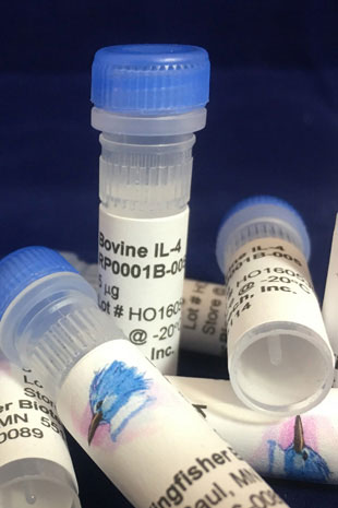 Bovine IL-4 (Yeast-derived Recombinant Protein) - 500 ug (5 x 100 ug vials)