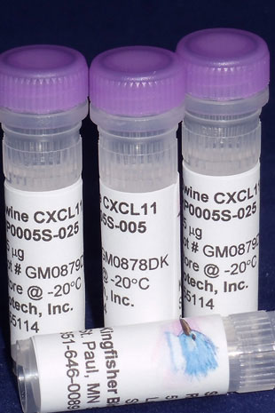 Swine CXCL11 (I-TAC) (Yeast-derived Recombinant Protein) - 5 micrograms