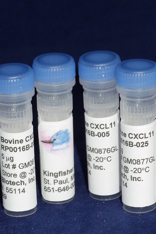Bovine CXCL11 (I-TAC) (Yeast-derived Recombinant Protein) - 5 micrograms