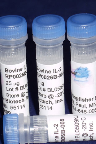 Bovine IL-2 (Yeast-derived Recombinant Protein)- 500 ug (5 x 100 ug vials)