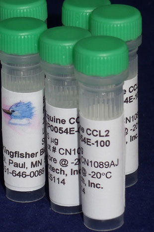 Equine CCL2 (MCP-1) (Yeast-derived Recombinant Protein) - 500 ug (5 x 100 ug vials)
