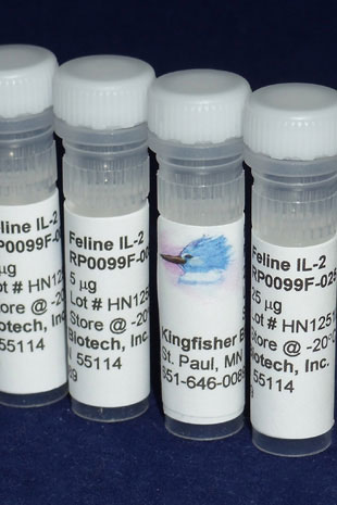 Feline IL-2 (Yeast-derived Recombinant Protein) - 25 micrograms