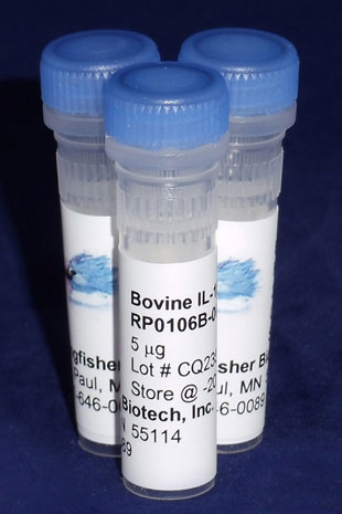 Bovine IL-1β (IL-1F2) (Yeast-derived Recombinant Protein) - 5 micrograms