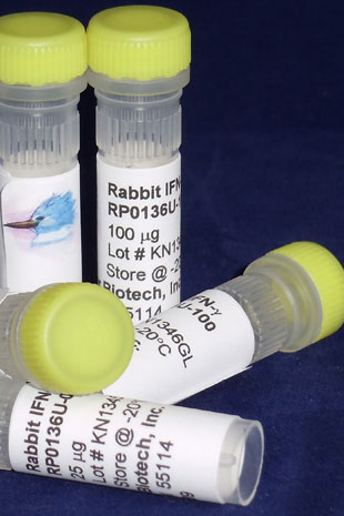 Rabbit IFN gamma (Yeast-derived Recombinant Protein) - 500 ug (5 x 100 ug vials)