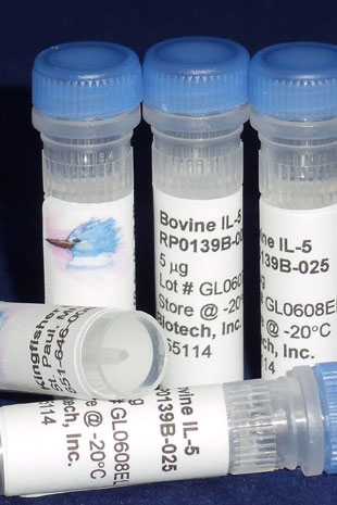 Bovine/Caprine/Ovine IL-5 (Yeast-derived Recombinant Protein) - 25 micrograms