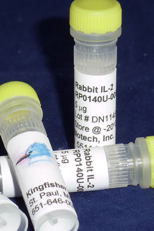 Rabbit IL-2 (Yeast-derived Recombinant Protein) - 500 ug (5 x 100 ug vials)