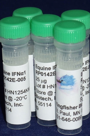 Equine IFN alpha 1 (Yeast-derived Recombinant Protein) - 5 micrograms