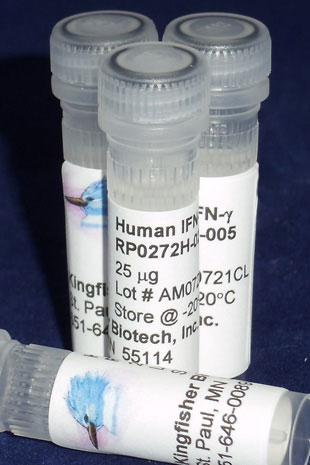 Human IFN gamma (Yeast-derived Recombinant Protein) - 500 ug (5 x 100 ug vials)