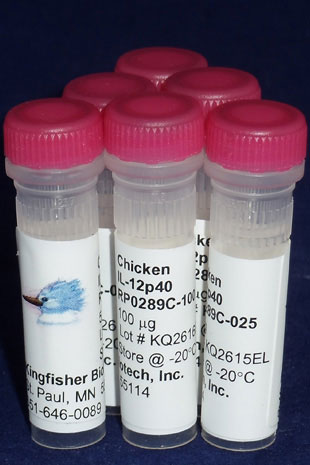 Chicken IL-12/IL-23 p40 (Yeast-derived Recombinant Protein) - 25 micrograms