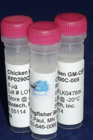 Chicken GM-CSF (Yeast-derived Recombinant Protein) - 500 ug (5 x 100 ug vials)