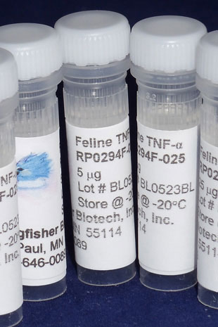 Feline TNF alpha (Yeast-derived Recombinant Protein) - 25 micrograms