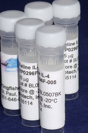 Feline IL-4 (Yeast-derived Recombinant Protein) - 25 micrograms