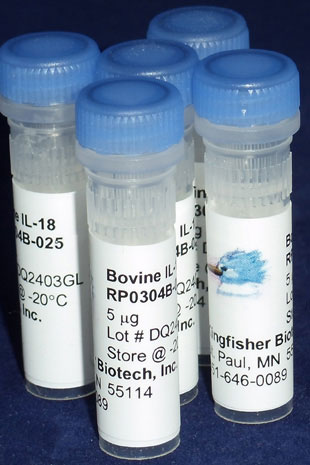 Bovine IL-18 (Yeast-derived Recombinant Protein) - 25 micrograms