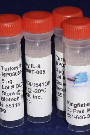 Turkey IL-8 (CXCL8) (Yeast-derived Recombinant Protein) - 25 micrograms