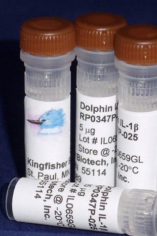 Dolphin IL-1 beta (Yeast-derived Recombinant Protein) - 25 micrograms