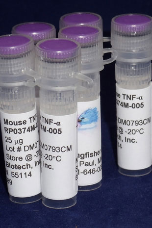 Mouse TNF alpha (Yeast-derived Recombinant Protein) - 25 micrograms