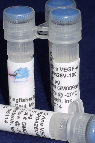 Ovine VEGF-A (Yeast-derived Recombinant Protein) - 500 ug (5 x 100 ug vials)