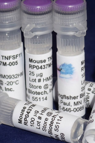 Mouse TNFSF11 (RANKL) (Yeast-derived Recombinant Protein) - 100 micrograms
