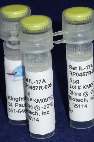 Rat IL-17A (Yeast-derived Recombinant Protein) - 100 micrograms