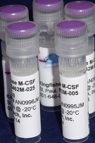 Mouse M-CSF (CSF-1) (Yeast-derived Recombinant Protein) - 500 ug (5 x 100 ug vials)