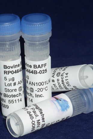 Bovine/Ovine/Caprine BAFF (TNFSF13B) (Yeast-derived Recombinant Protein) - 25 micrograms