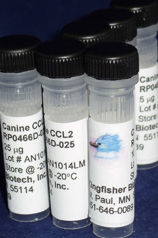 Canine CCL2 (MCP-1) (Yeast-derived Recombinant Protein) - 500 ug (5 x 100 ug vials)