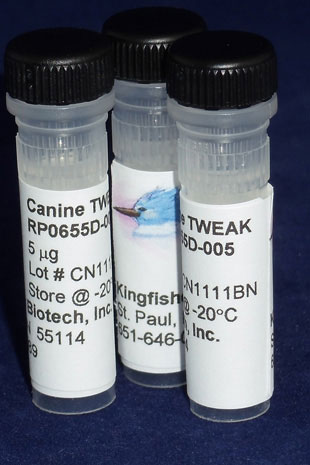 Canine TWEAK (TNFSF12) (Yeast-derived Recombinant Protein) - 5 micrograms
