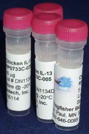 Chicken IL-13 (Yeast-derived Recombinant Protein) - 5 micrograms
