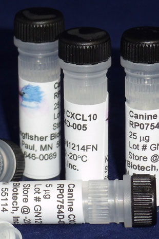 Canine CXCL10 (IP-10) (Yeast-derived Recombinant Protein) - 500 ug (5 x 100 ug vials)
